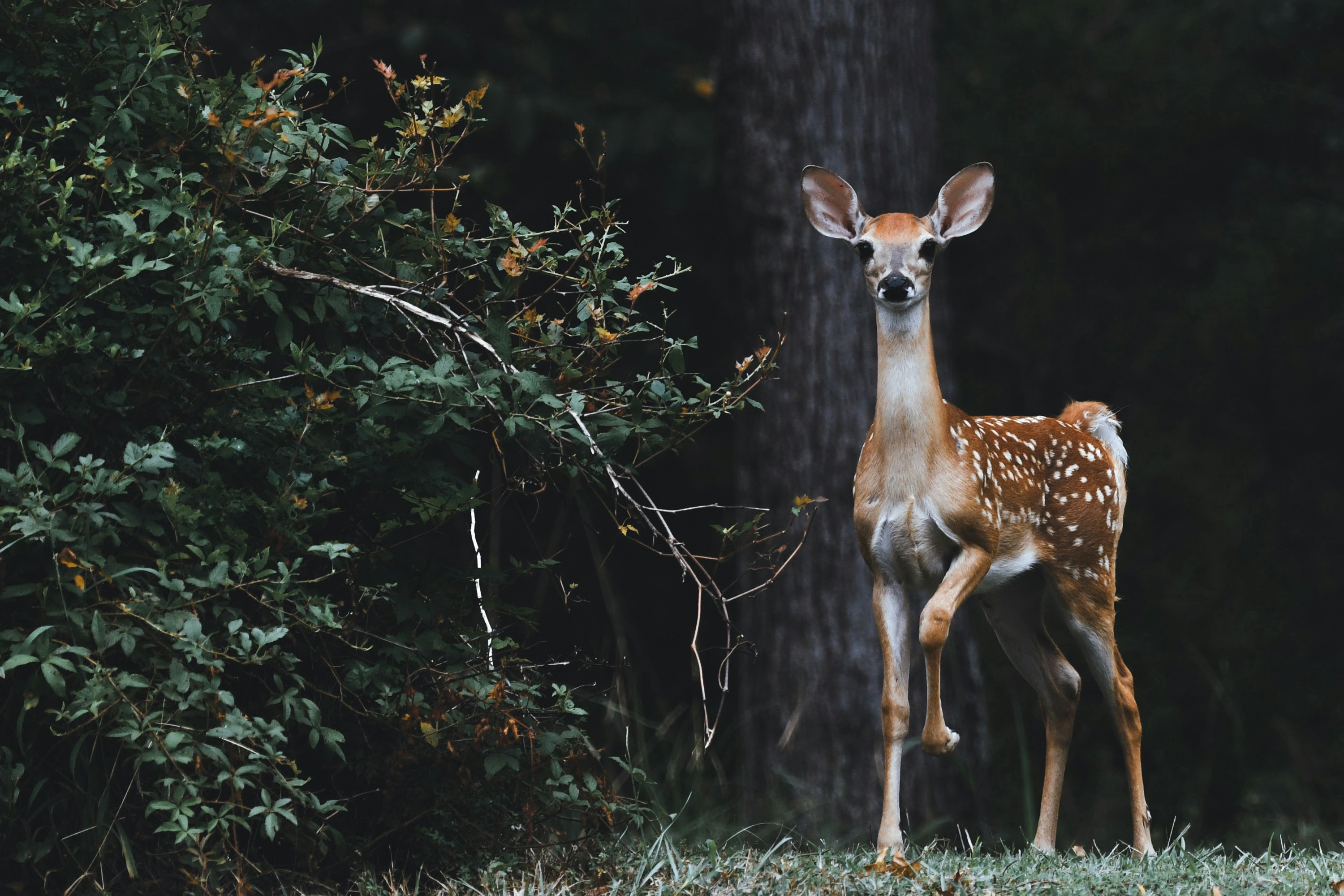 Wayanad Wildlife Background